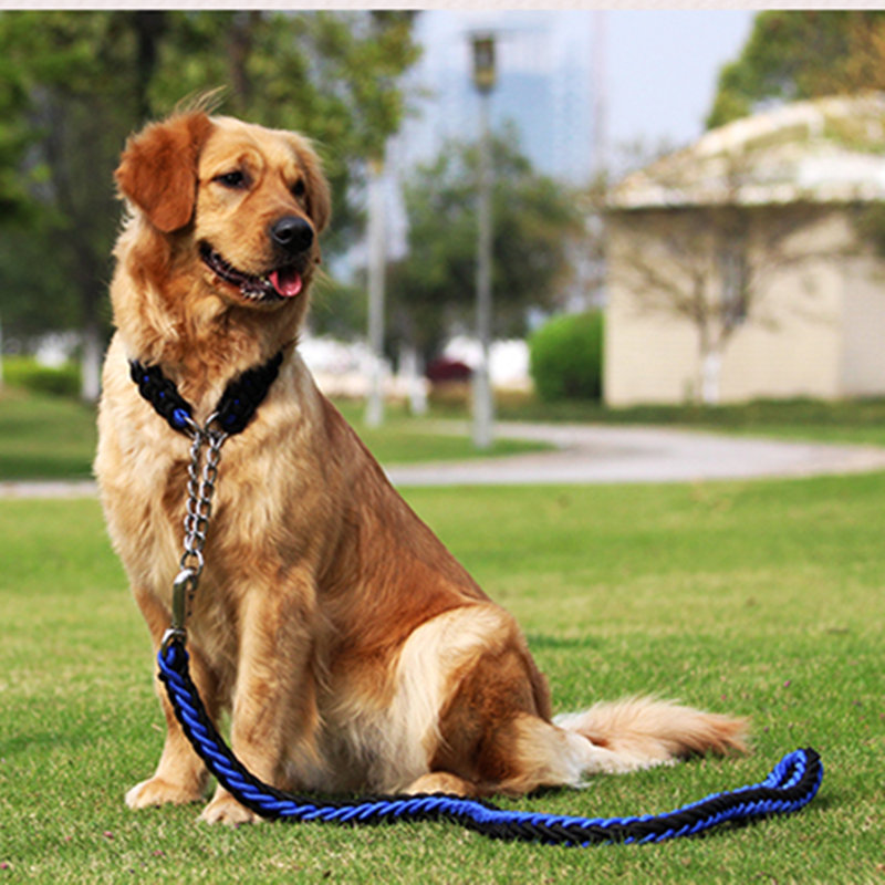 cum să am grijă de un câine de companie?ce face un câine, mănâncă pentru pregn