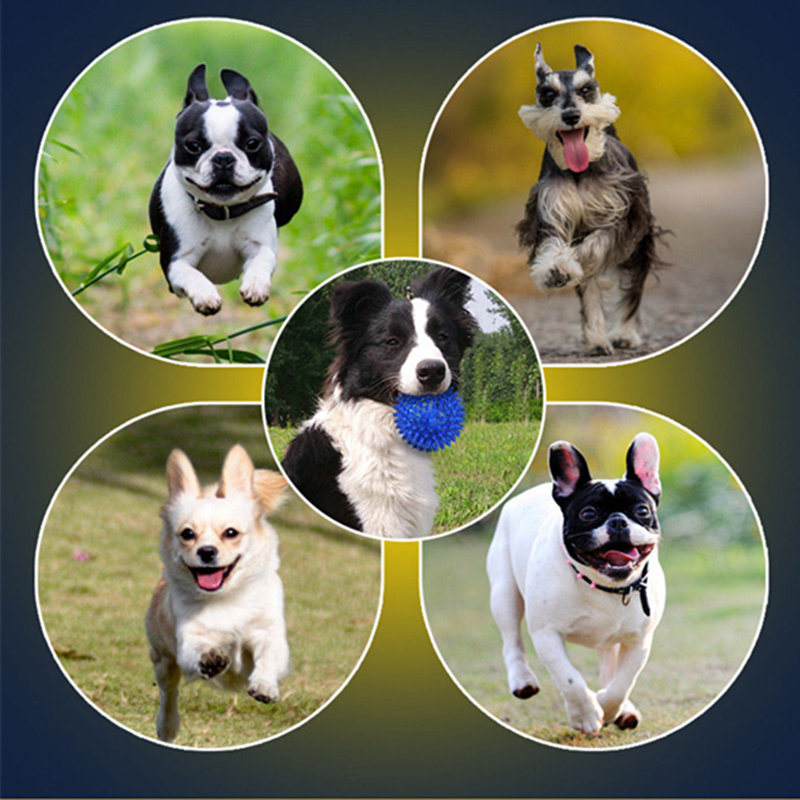 cum să reduceţi puterea distructivă de câini.