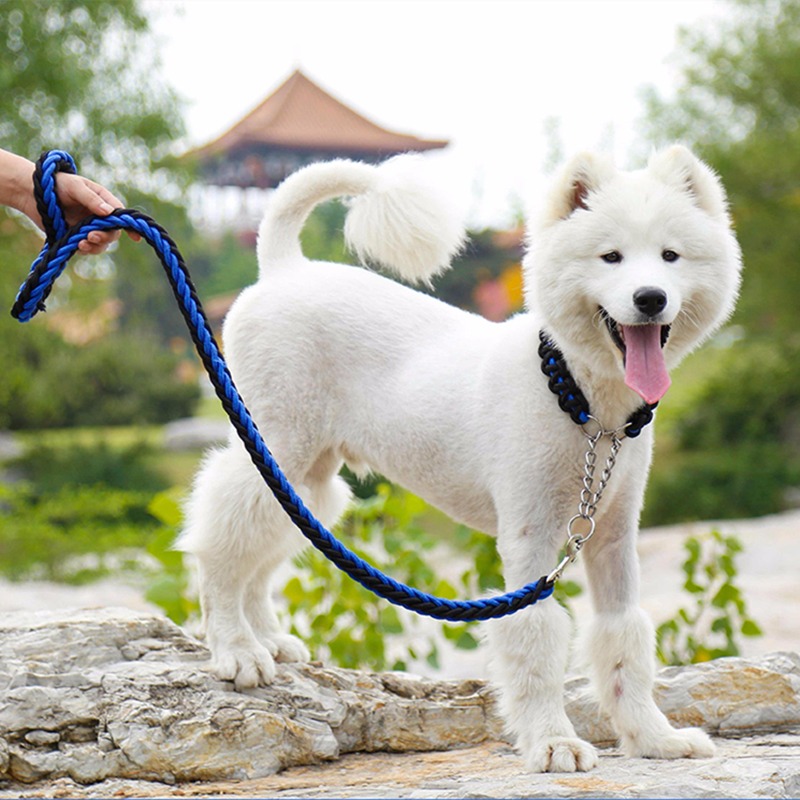 sfaturi pentru îngrijirea câinelui tău unghiile