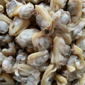 MÂNCĂ DE CLAMĂ FURZITĂ