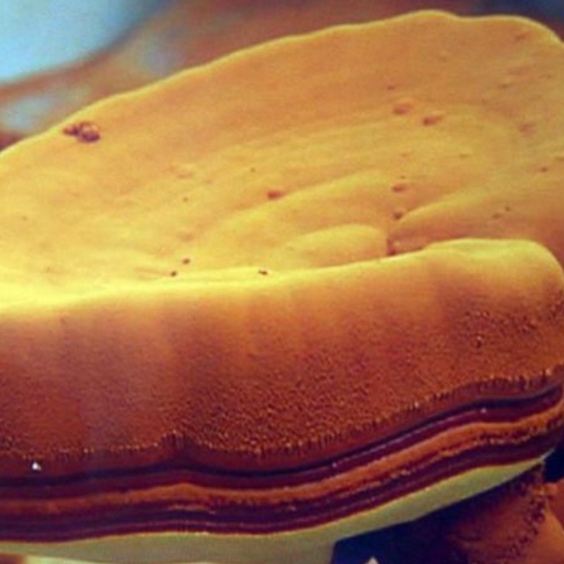 Sporii Ganoderma