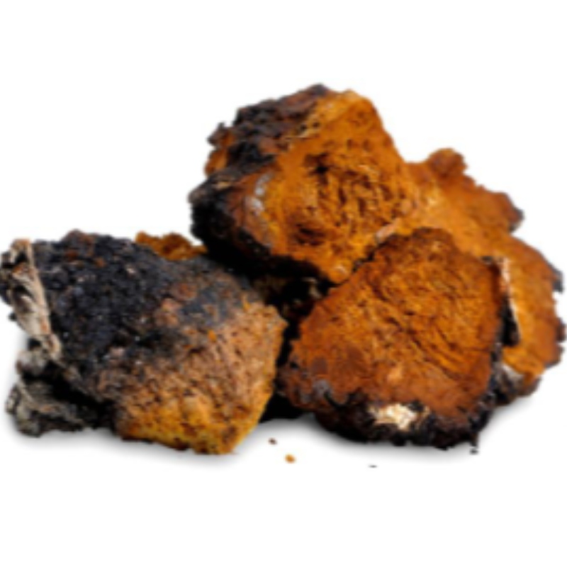 Ciuperca Chaga inonotus obține îngrijirea sănătății, fiind bine suplimentată