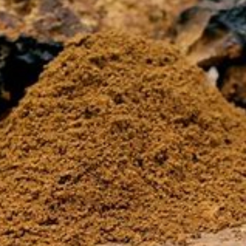 Ciuperca Chaga inonotus obține îngrijirea sănătății, fiind bine suplimentată