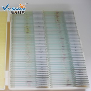 100pcs preparate histologice preparate microscop kit preparate diapozitive în cutie de plastic