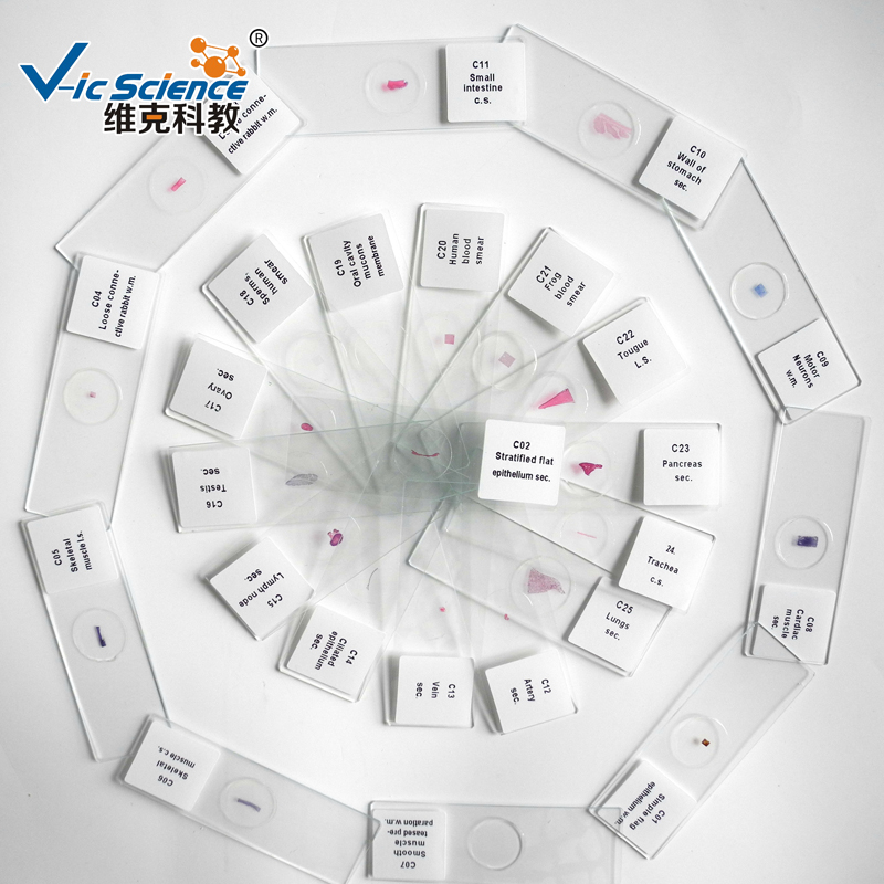 100pcs preparate histologice preparate microscop kit preparate diapozitive în cutie de plastic