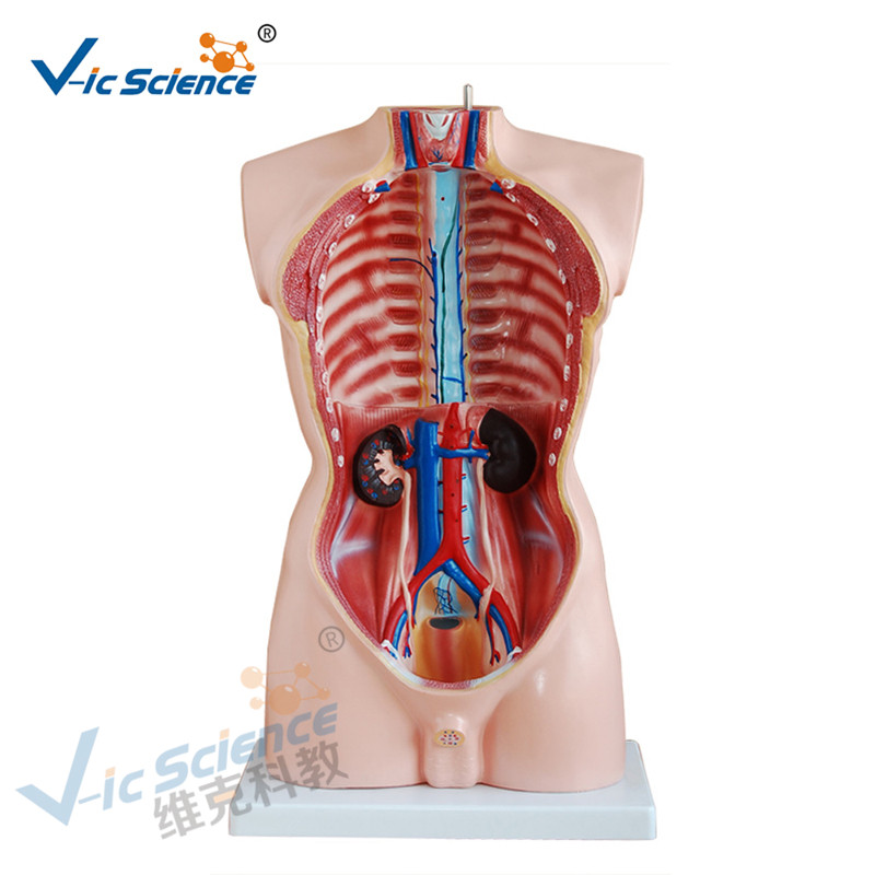 Anatomie medicală Model de corp uman 85CM Torso bărbat model 19 piese