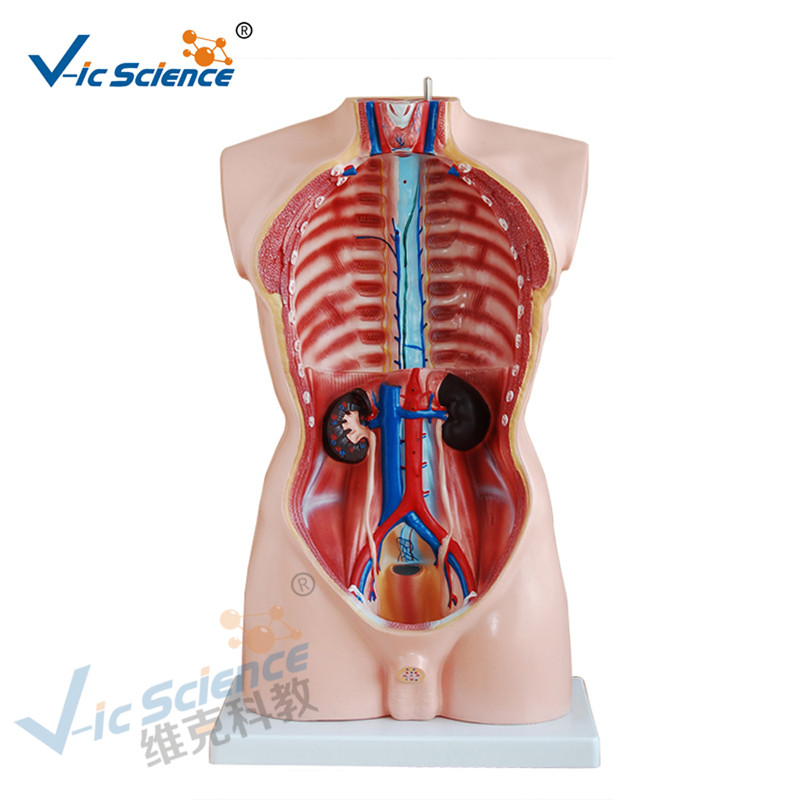 Anatomie medicală Model de corp uman 85CM Torso bărbat model 19 piese