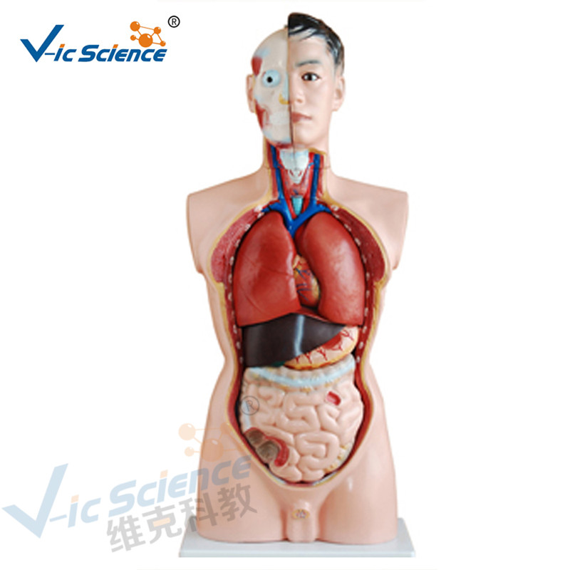 Anatomie medicală Model de corp uman 85CM Torso bărbat model 19 piese
