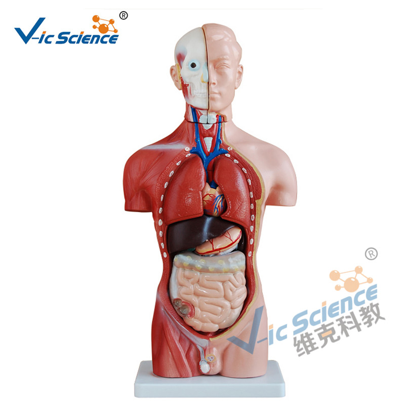 42cm Torso model masculin 13 piese Model de predare medicală