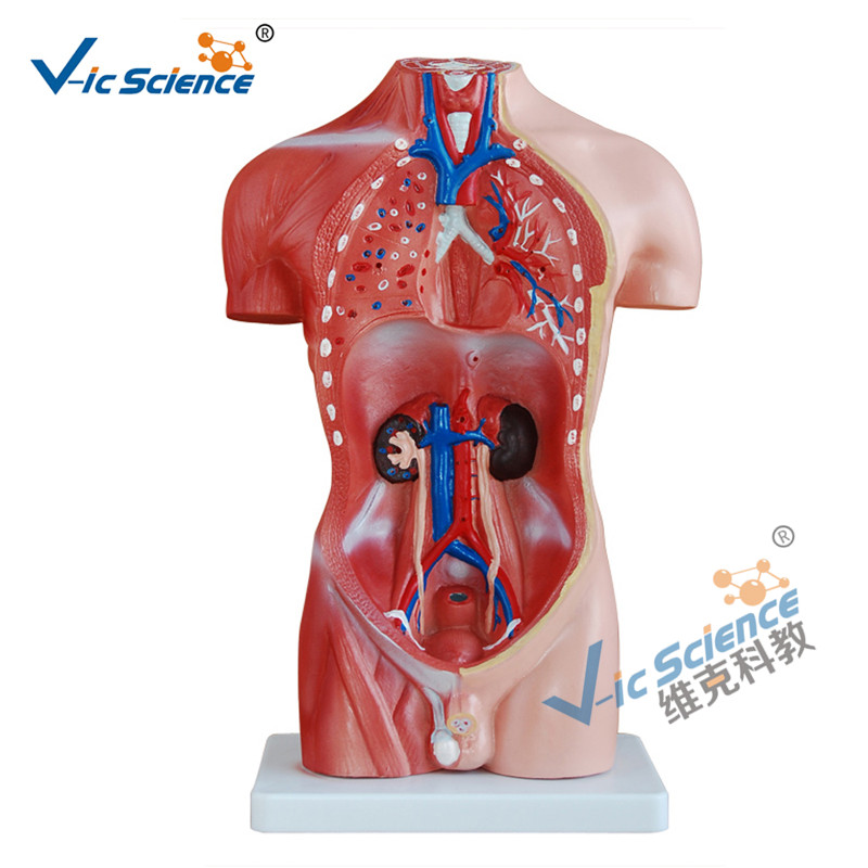 42cm Torso model masculin 13 piese Model de predare medicală