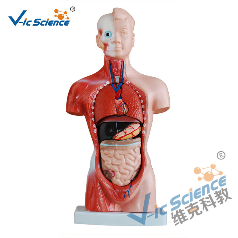 26CM Torso Model 15 Piese Model de corp pentru anatomie