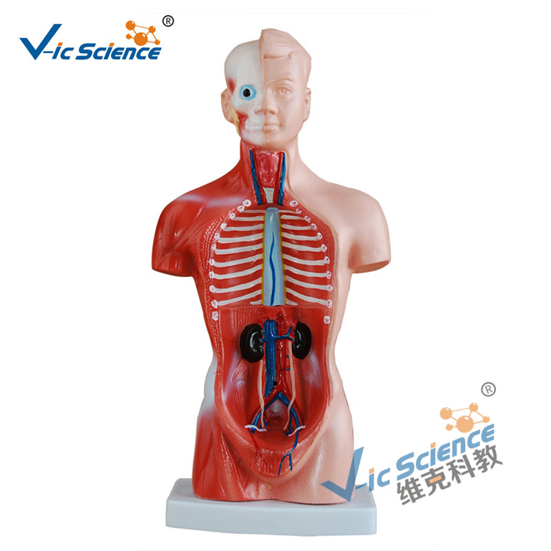 26CM Torso Model 15 Piese Model de corp pentru anatomie