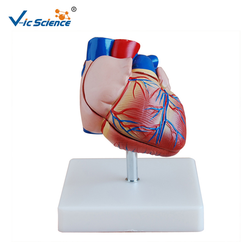 Model de plastic Model de anatomie cu model de inimă pentru dimensiunea de viață a modelului inimii pentru învățământul Midical