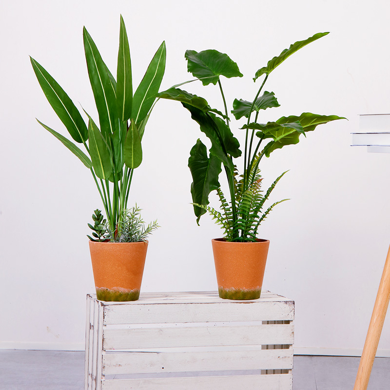 Hot Vânzare Factory Fabrica directă Verde Indoor în aer liber Acasă Decorează planta verde ghivece