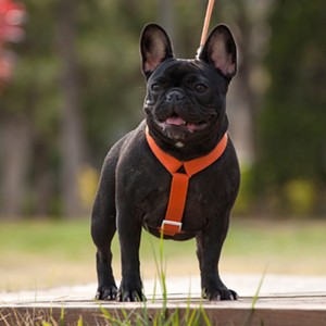 2022 Noi stil colorat câine colorat și set de lesa multiplu reglabil și conexiune de tracțiune