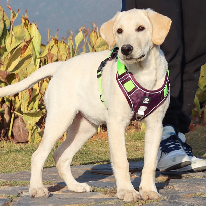 PET Furnizor de câine Harness Vest gât reglabil fără tragere câine harness tactical serviciu militar vesta