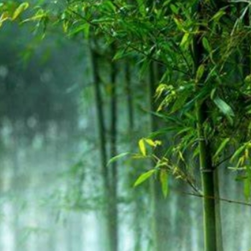 Bambus în loc de positori de plastic într -onouă eră a inovației