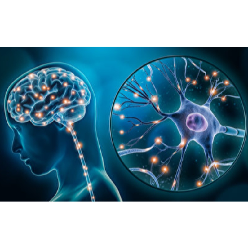 NMN: întârzie îmbătrânirea sistemuluinervos central