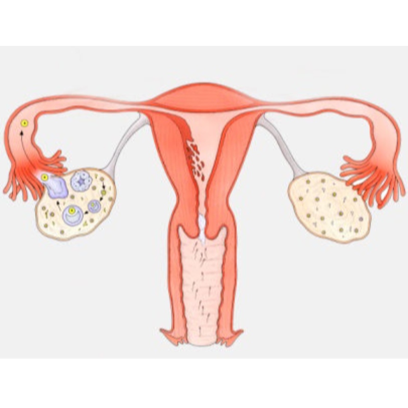 Oamenii de știință chinezi: utilizarea pe termen lung a NMN inhibă îmbătrânirea ovariană