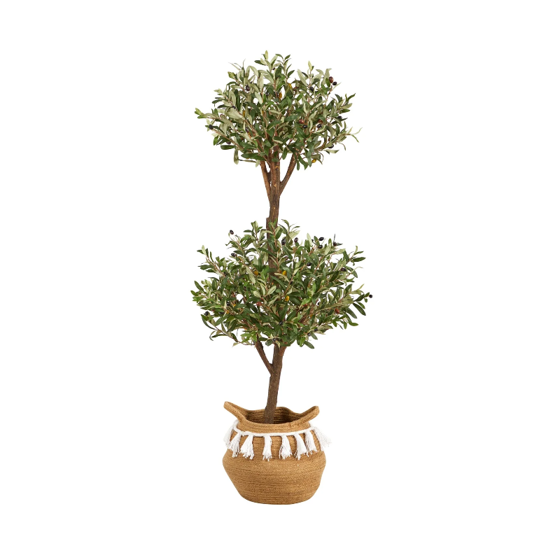 Plante decorative